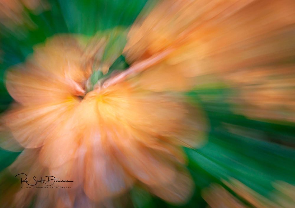 peach-flower-zoom-abstract-crop-photo.jpg