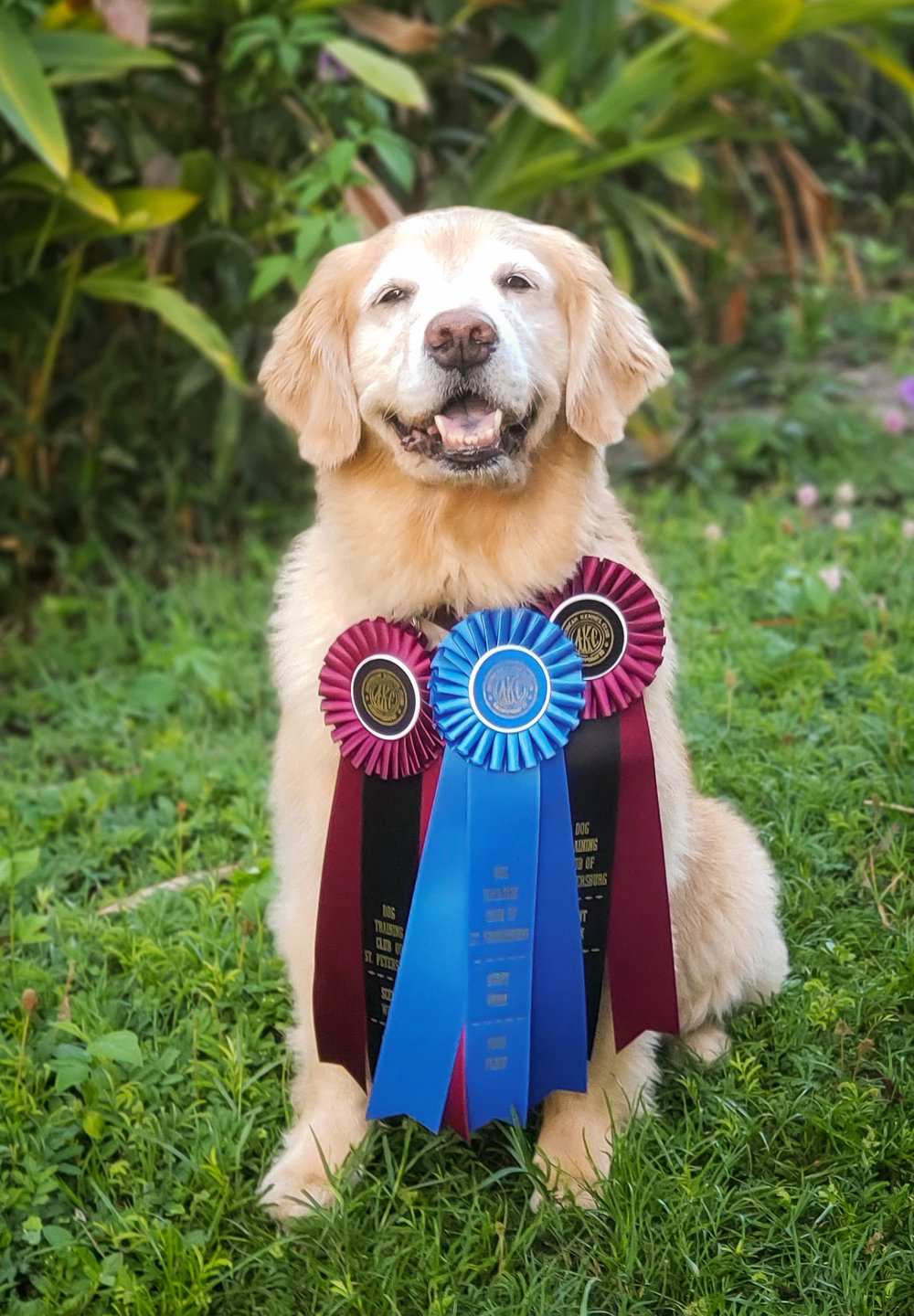 akc-scent-work-trials-st-petersburg-florida-julia-earns-her-titles-C.jpg