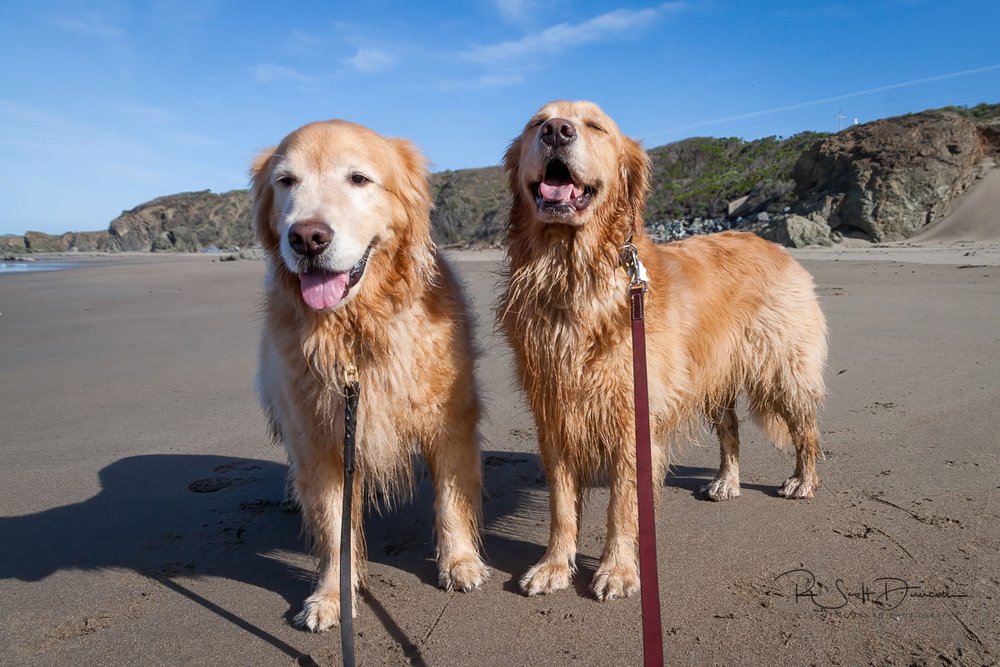 logan-julia-soaking-it-in-san-simeon-california-beach.jpg