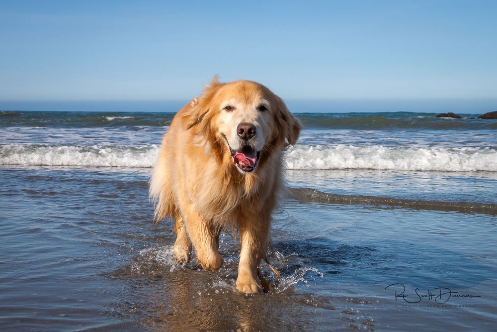 logan-san-simeon-california-beach.jpg