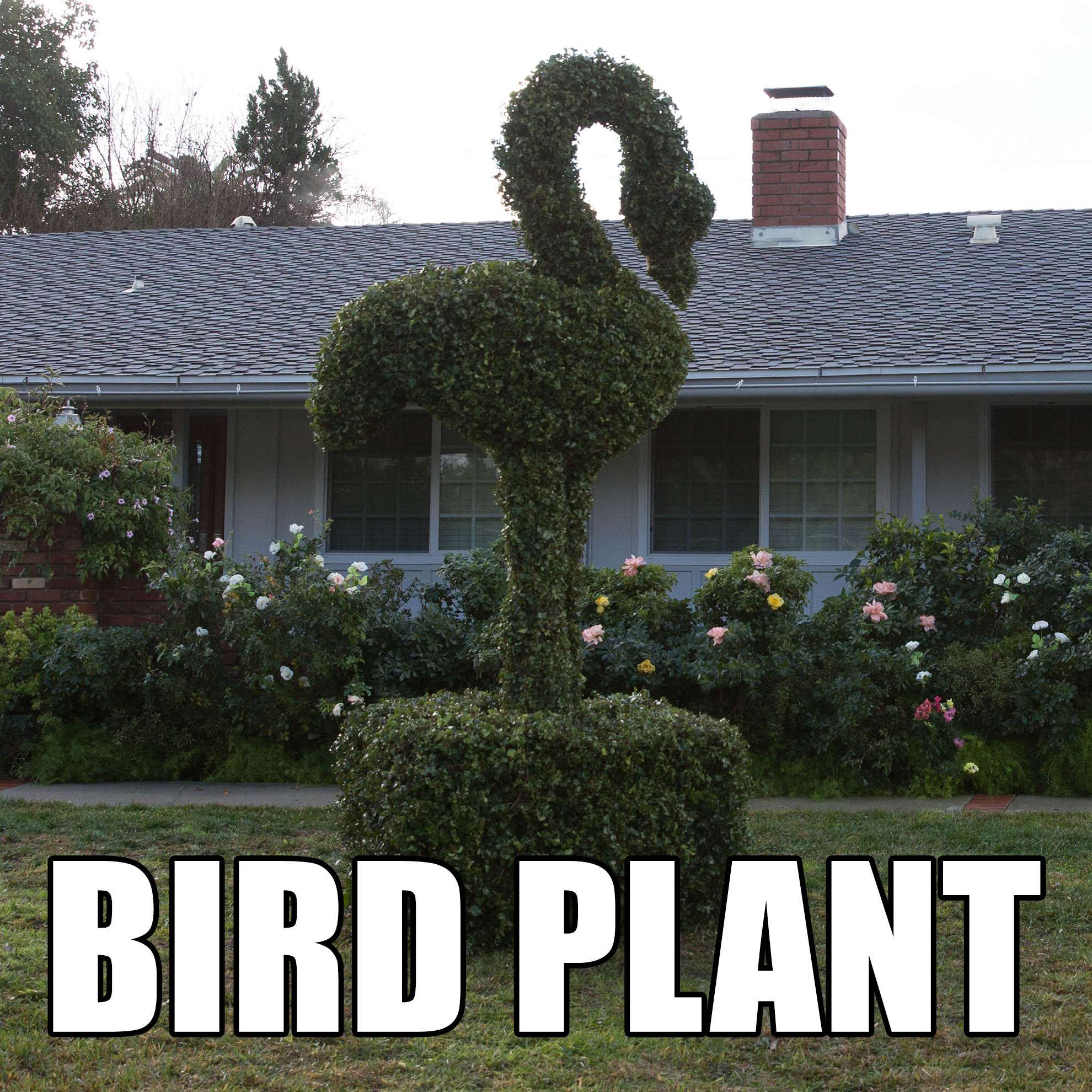 GD_Internet_BirdPlant.jpg