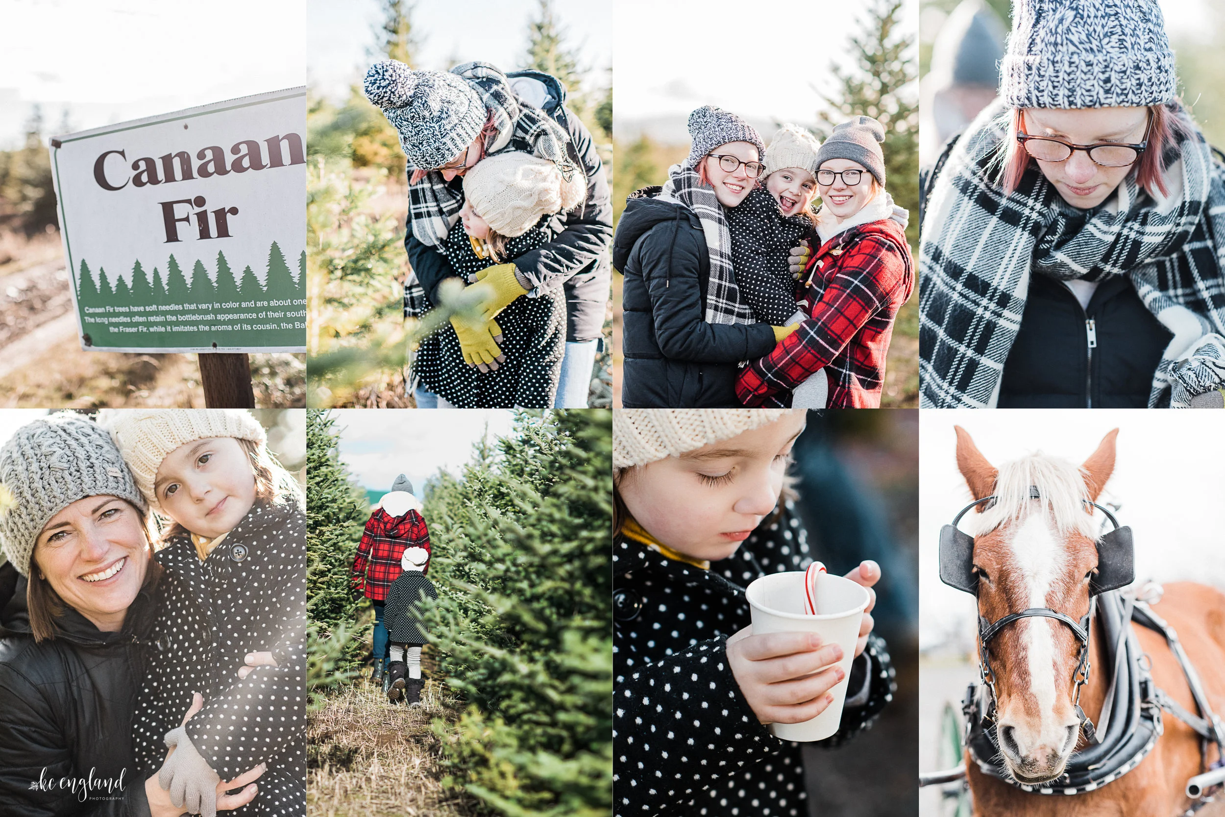 greenbluff-christmas-tree-experience.jpg