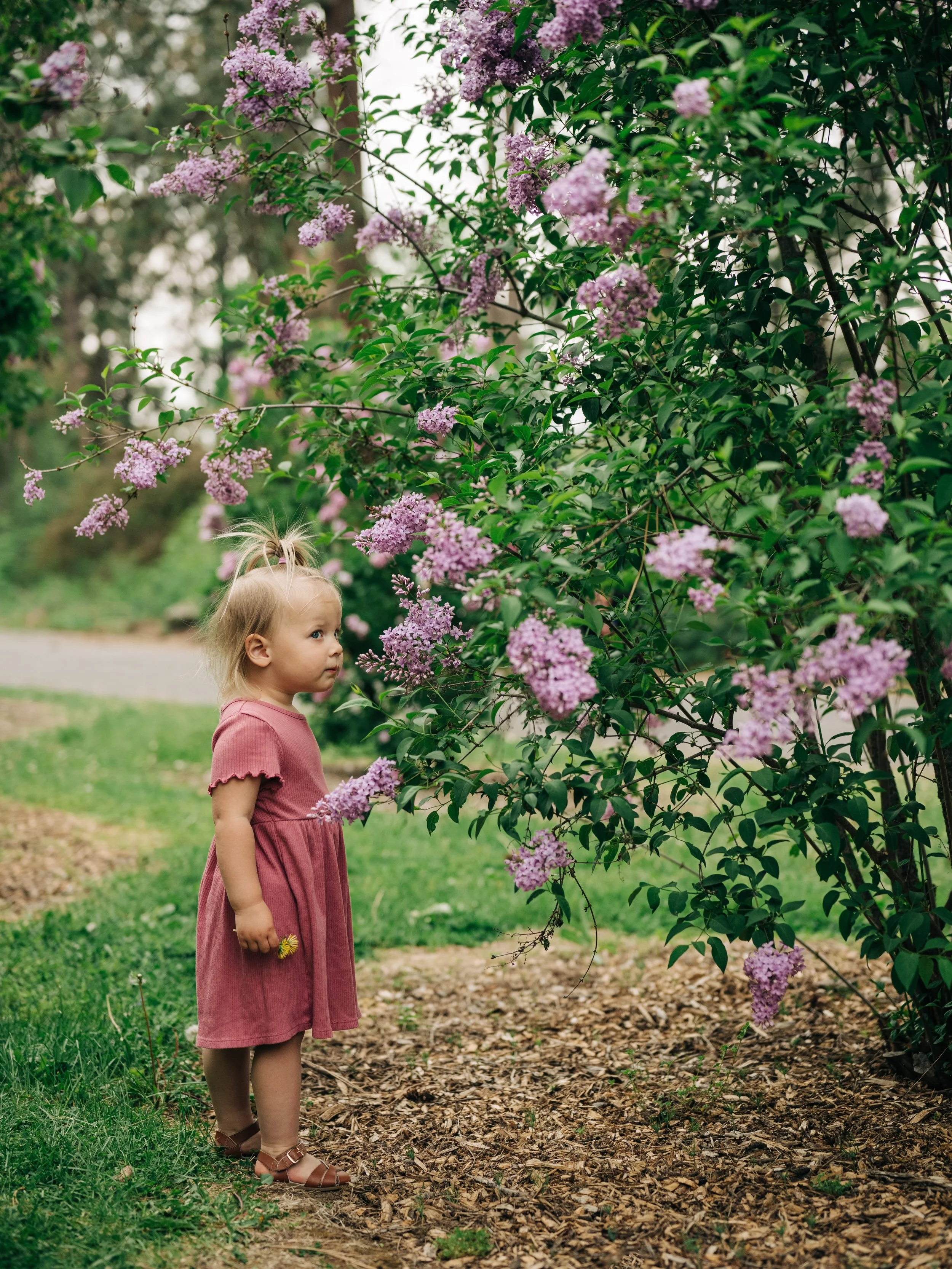 &ldquo;If I just keep smelling these flowers, maybe the camera lady won&rsquo;t notice me over here&hellip;&rdquo; 💜 #tinylilaclovingintrovert