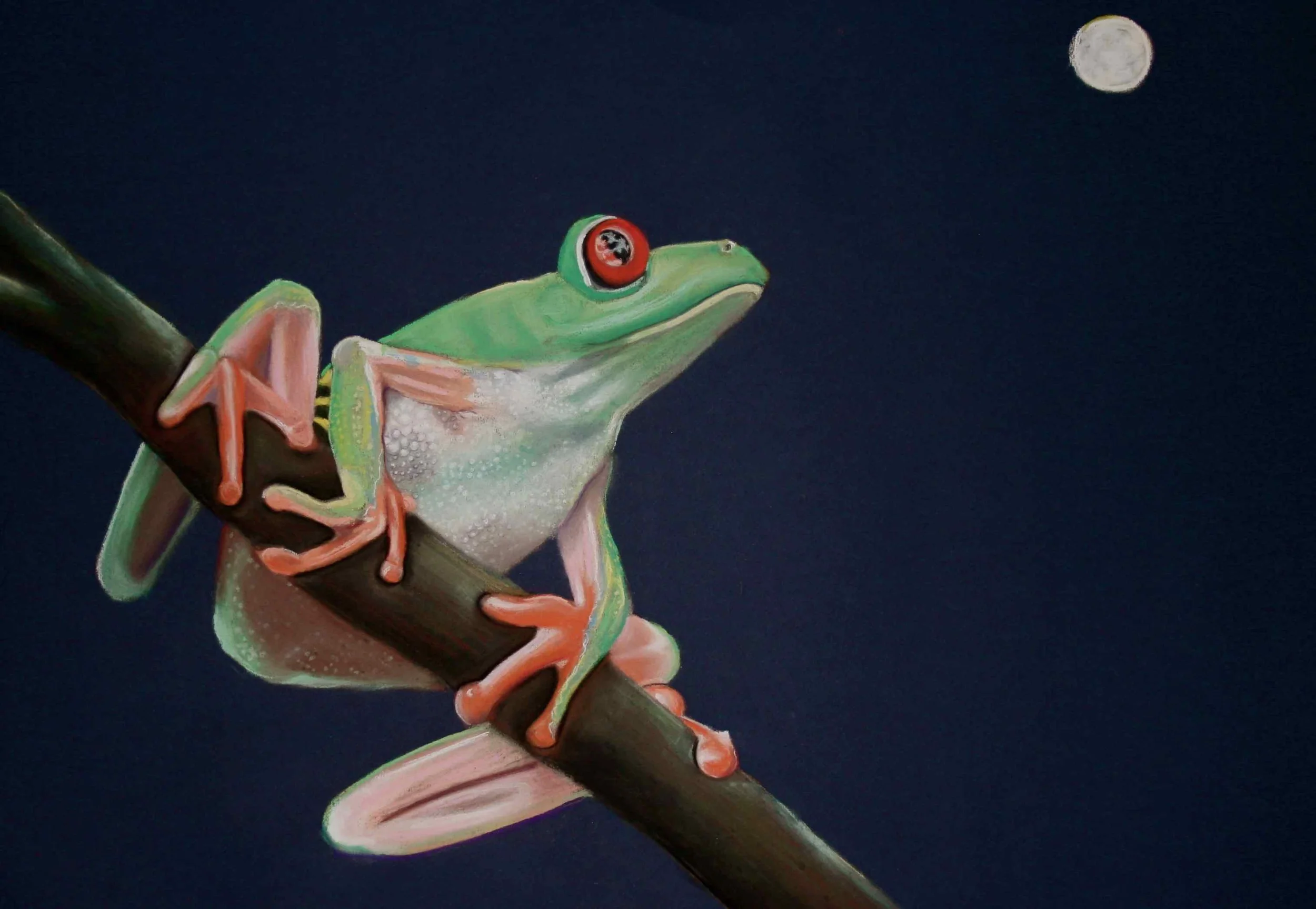The Frog and the Moon