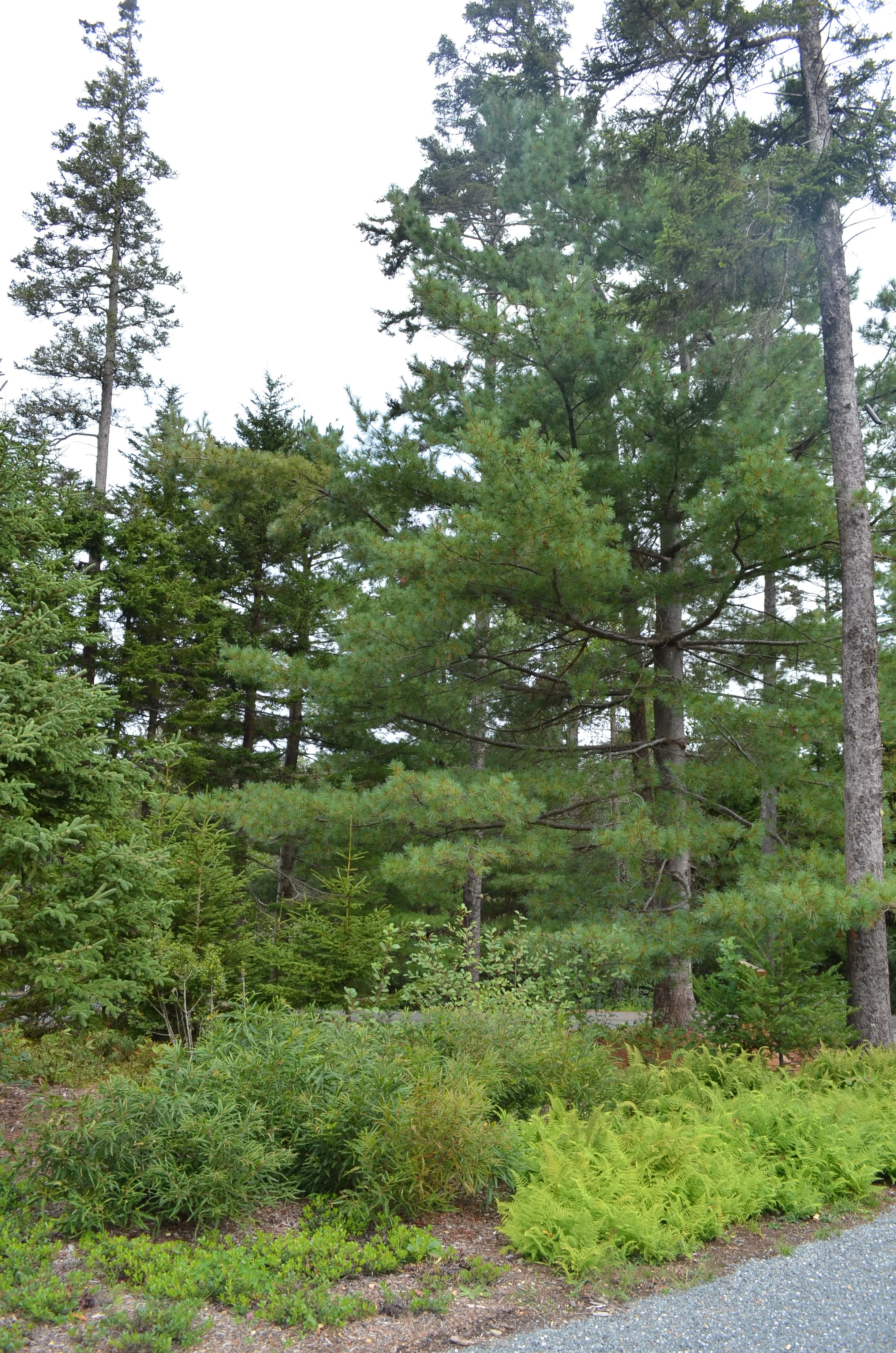 DSC_0017.jpg