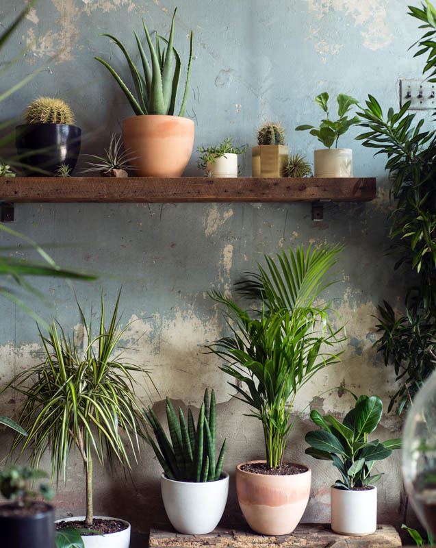 stump plants philadelphia.jpg