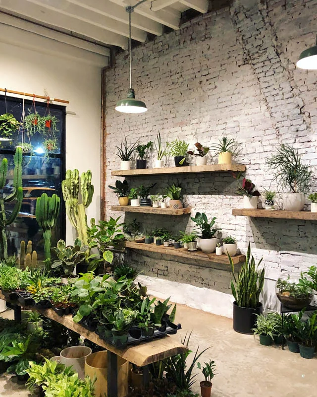 stump plants philadelphia 3.jpg