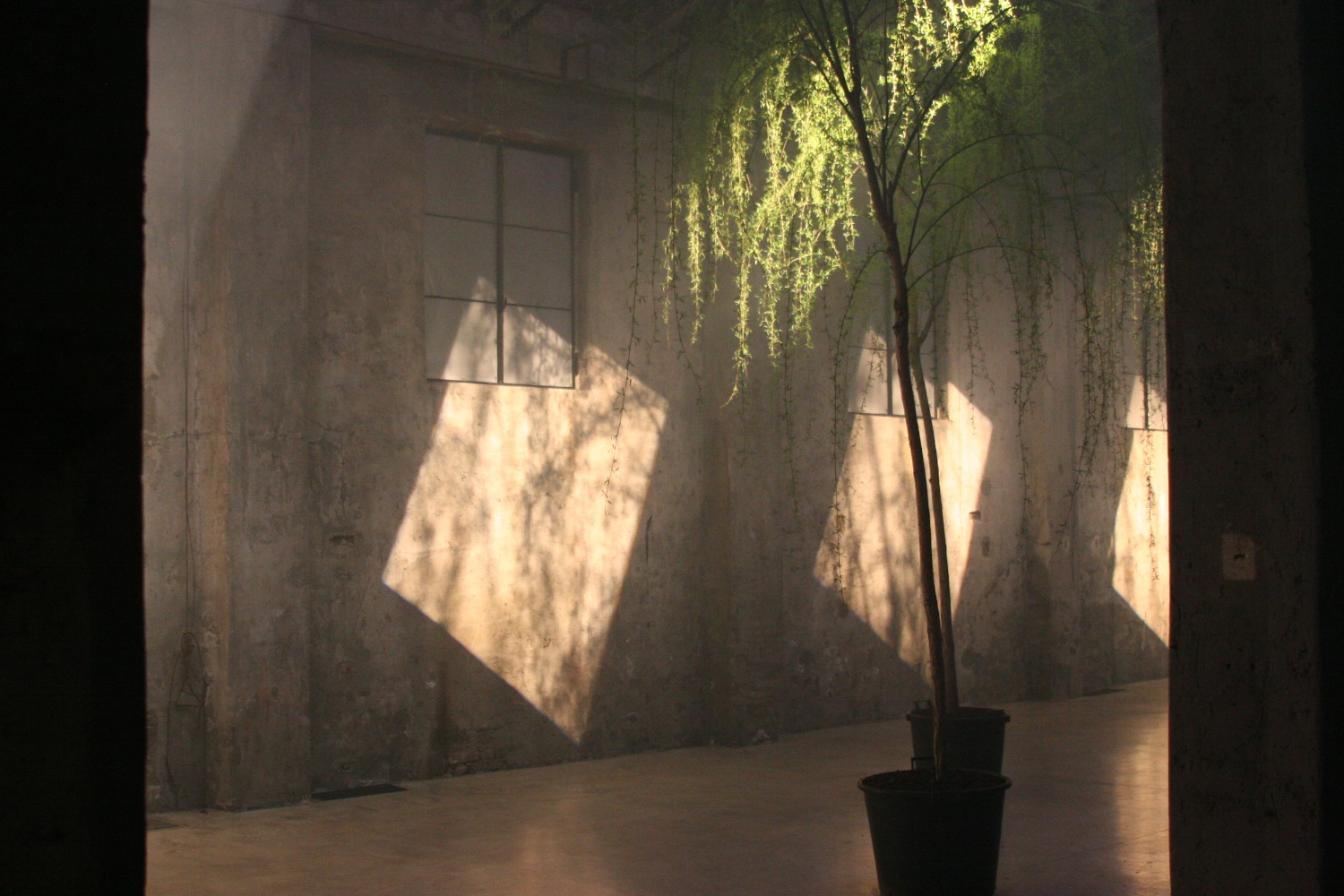  with light regards,
an installation by AJ Weissbard
Segheria, Milano, 2006
© photo by AJ Weissbard, 2006 