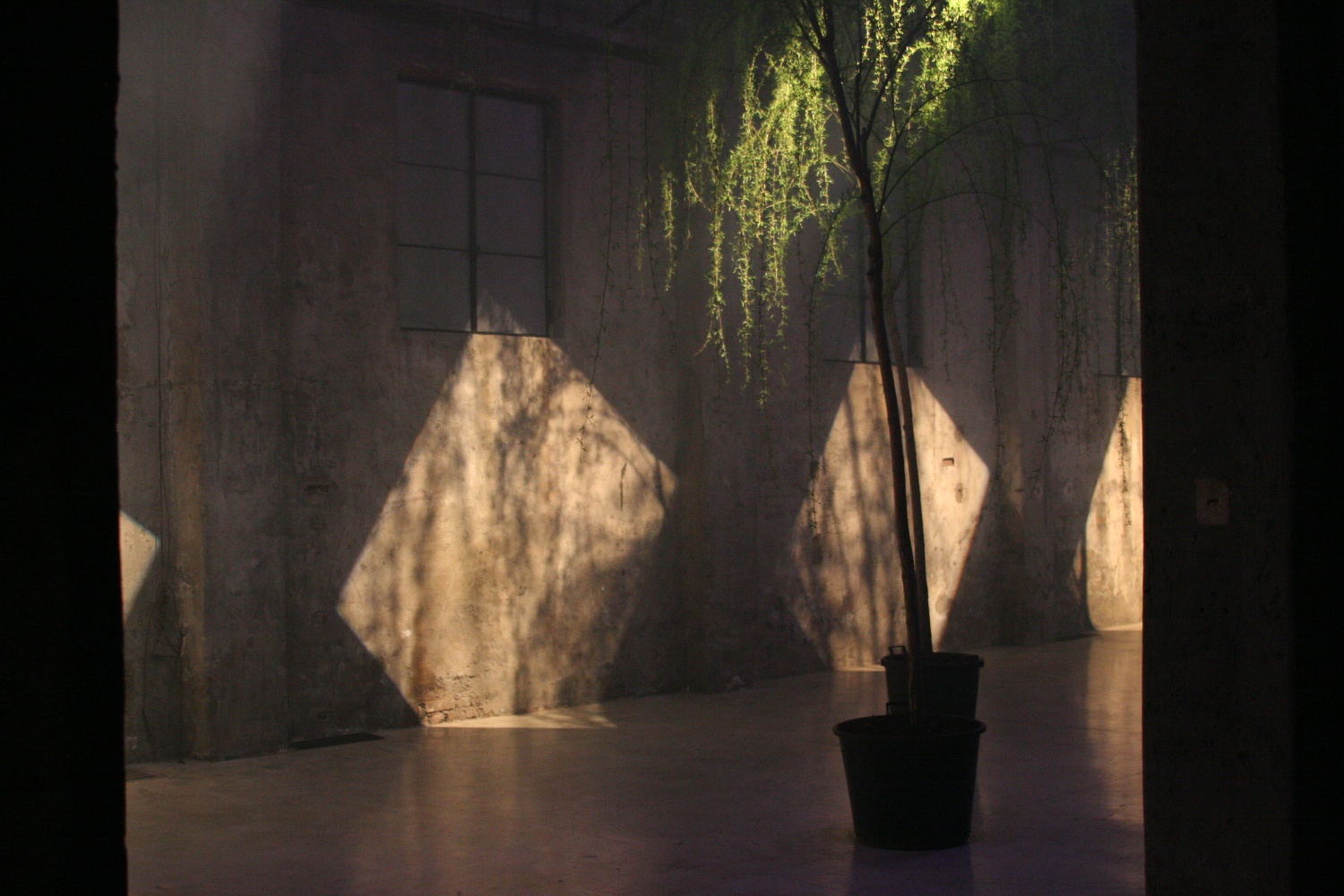  with light regards,
an installation by AJ Weissbard
Segheria, Milano, 2006
© photo by AJ Weissbard, 2006 