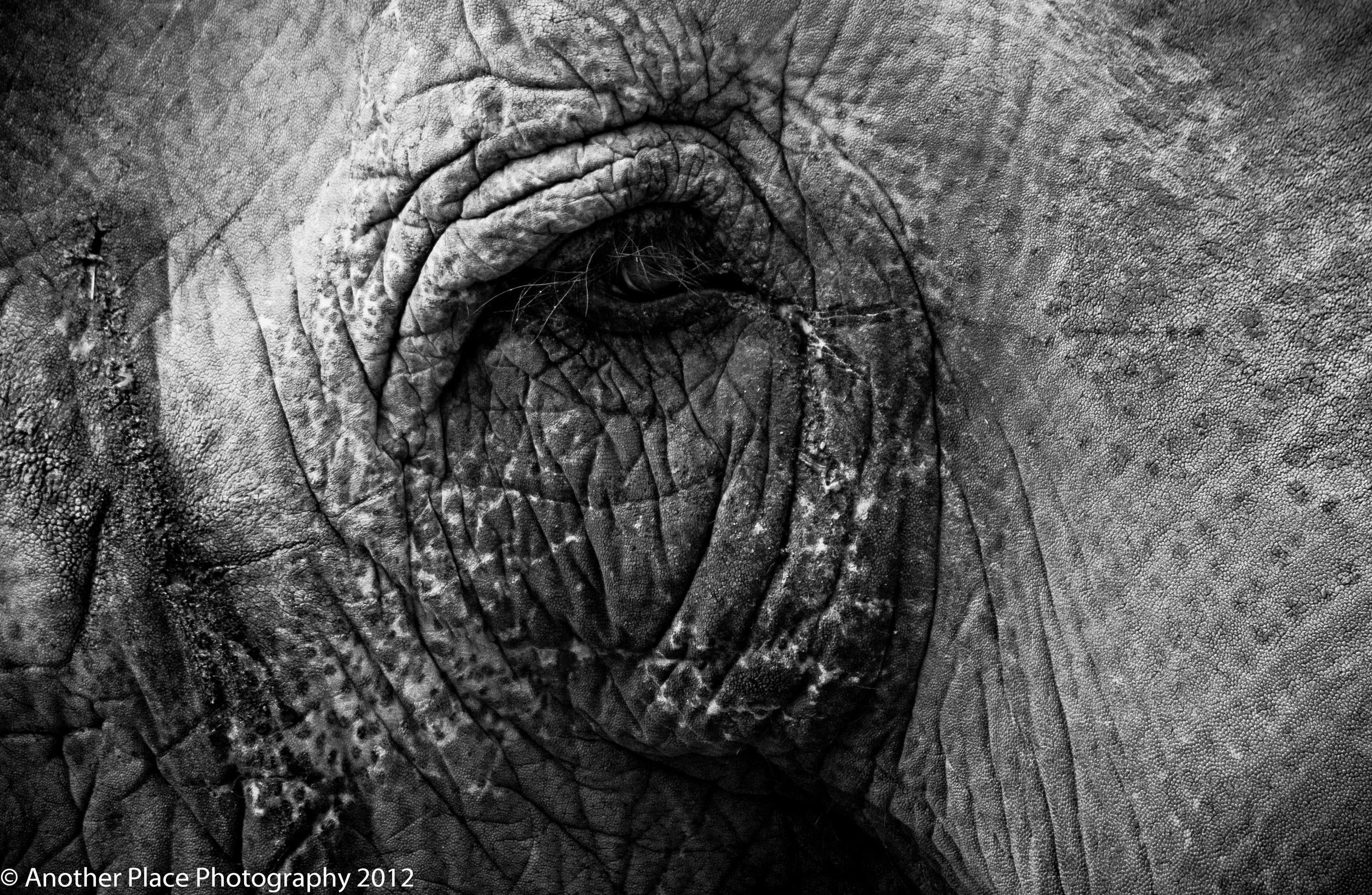 sad_elephant.jpg