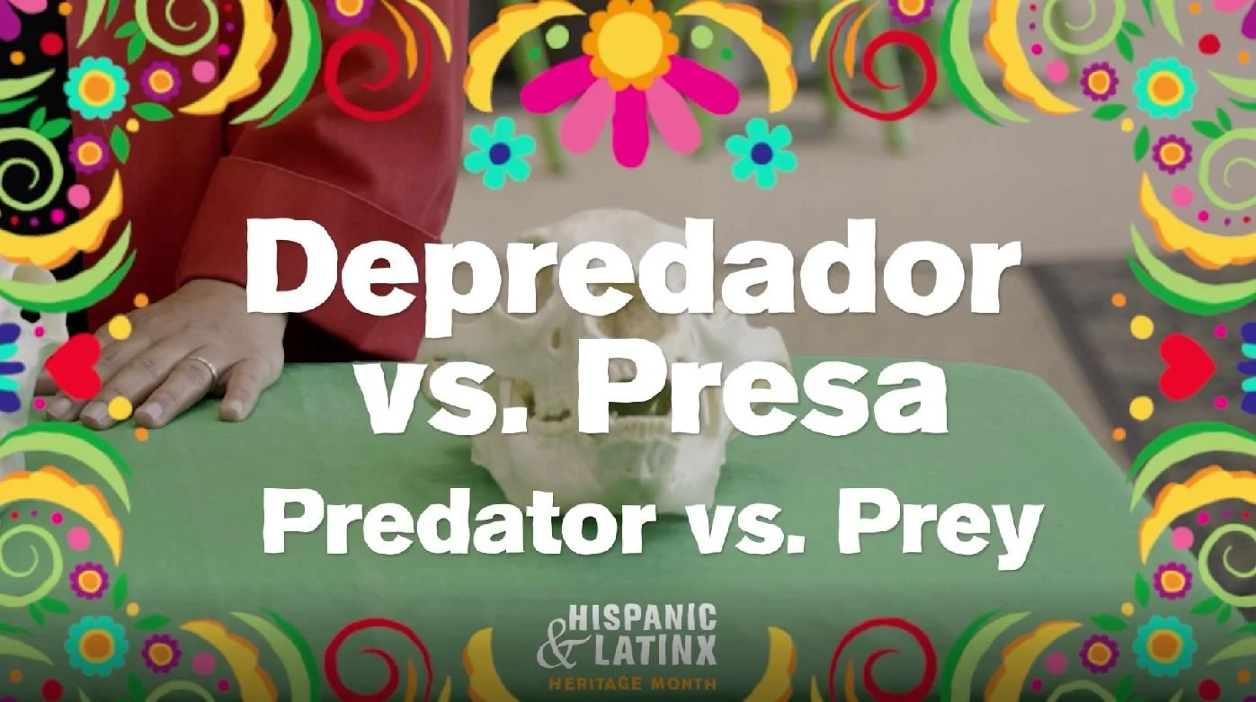 Graphics Sizzle for Museum of Science 2022