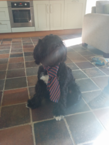 Bobby Tom, Office Dog