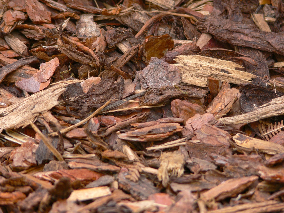 tree-plant-wood-ground-texture-leaf-856324-pxhere.com.jpg