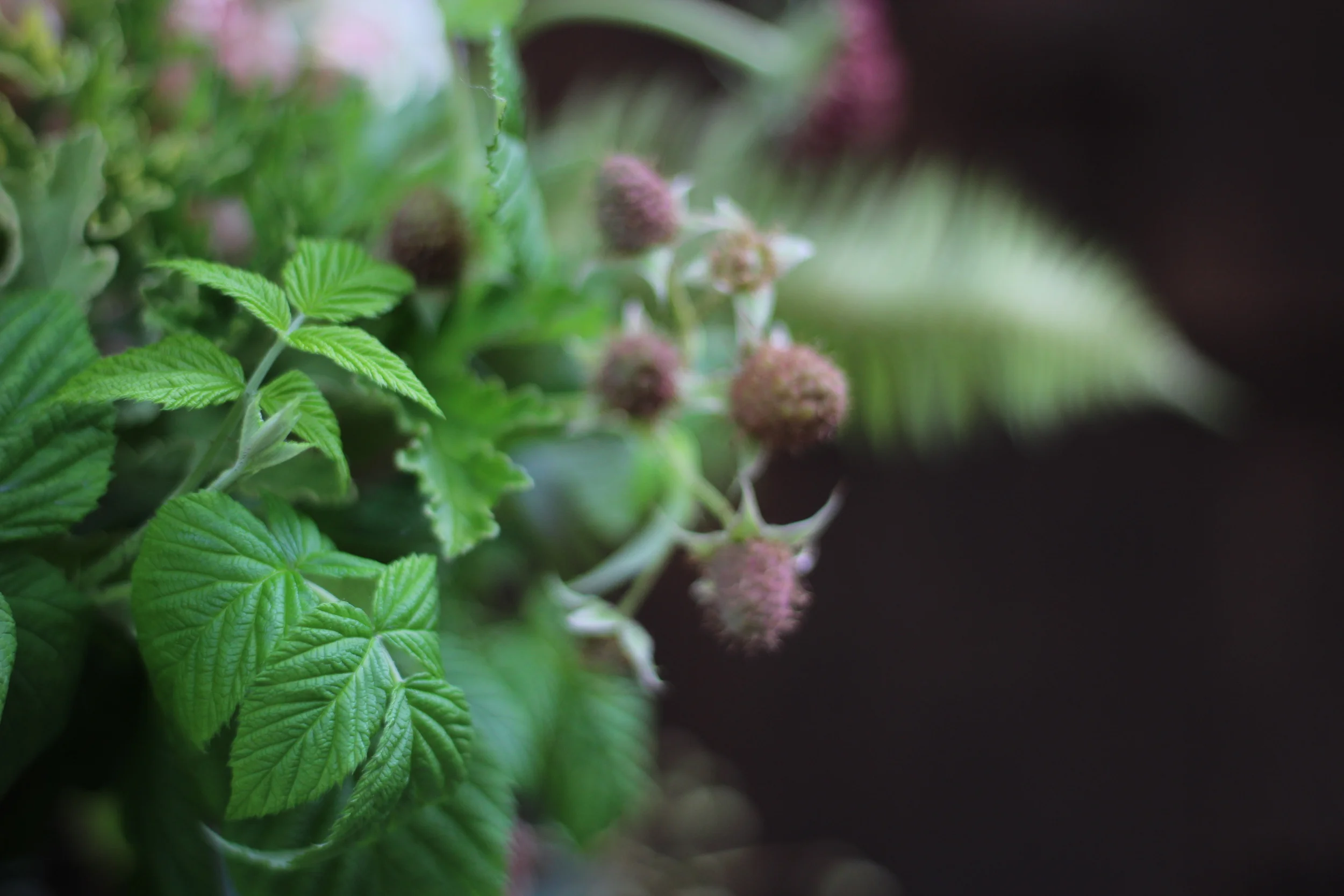 Kailla Platt Flowers Personal Flowers