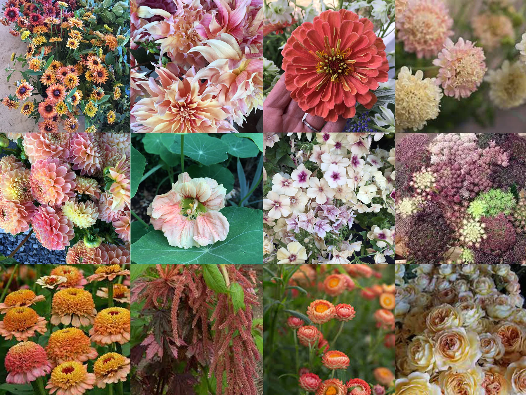 Collage of some of my favorite blooms in this color palette. Many I am hoping to grow myself this summer.