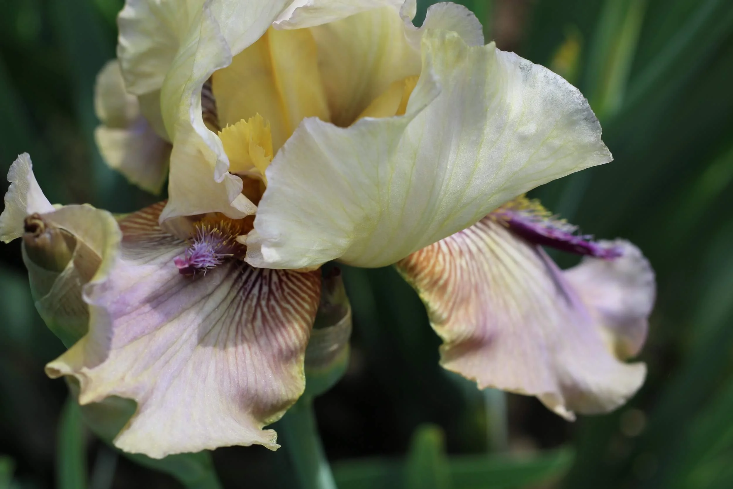 Schreiner's Iris' with Nicolette Camille and Helen Dealtry