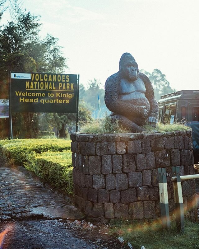 Gorilla trekking in Rwanda&rsquo;s Volcanos National Park. One of the most unbelievable, crazy, indescribable experiences. Thanks to @thesmartflyer @ooresorts @dmafrica for making this dream become a reality. And thanks to @leilabrewster for capturin