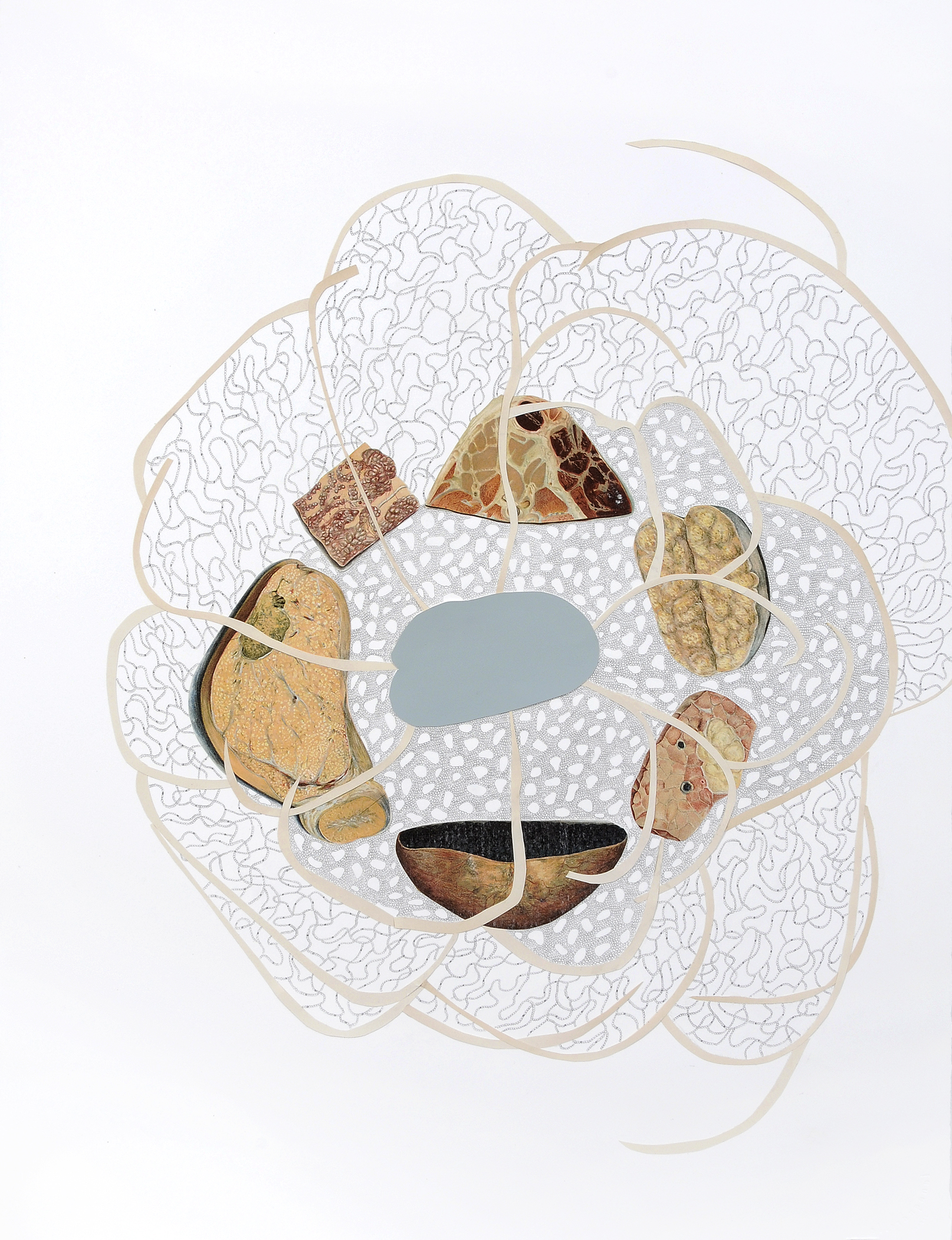 Cross Section RBGH, gouache, graphite, collage on paper, 30" x 22", 2012