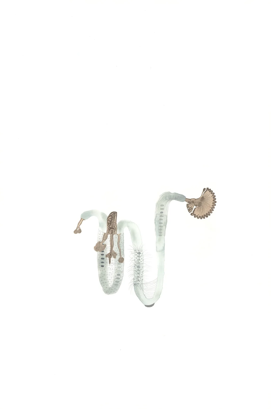 Diantlia Germen , gouache, graphite, collage on paper, 24" x 16", 2011