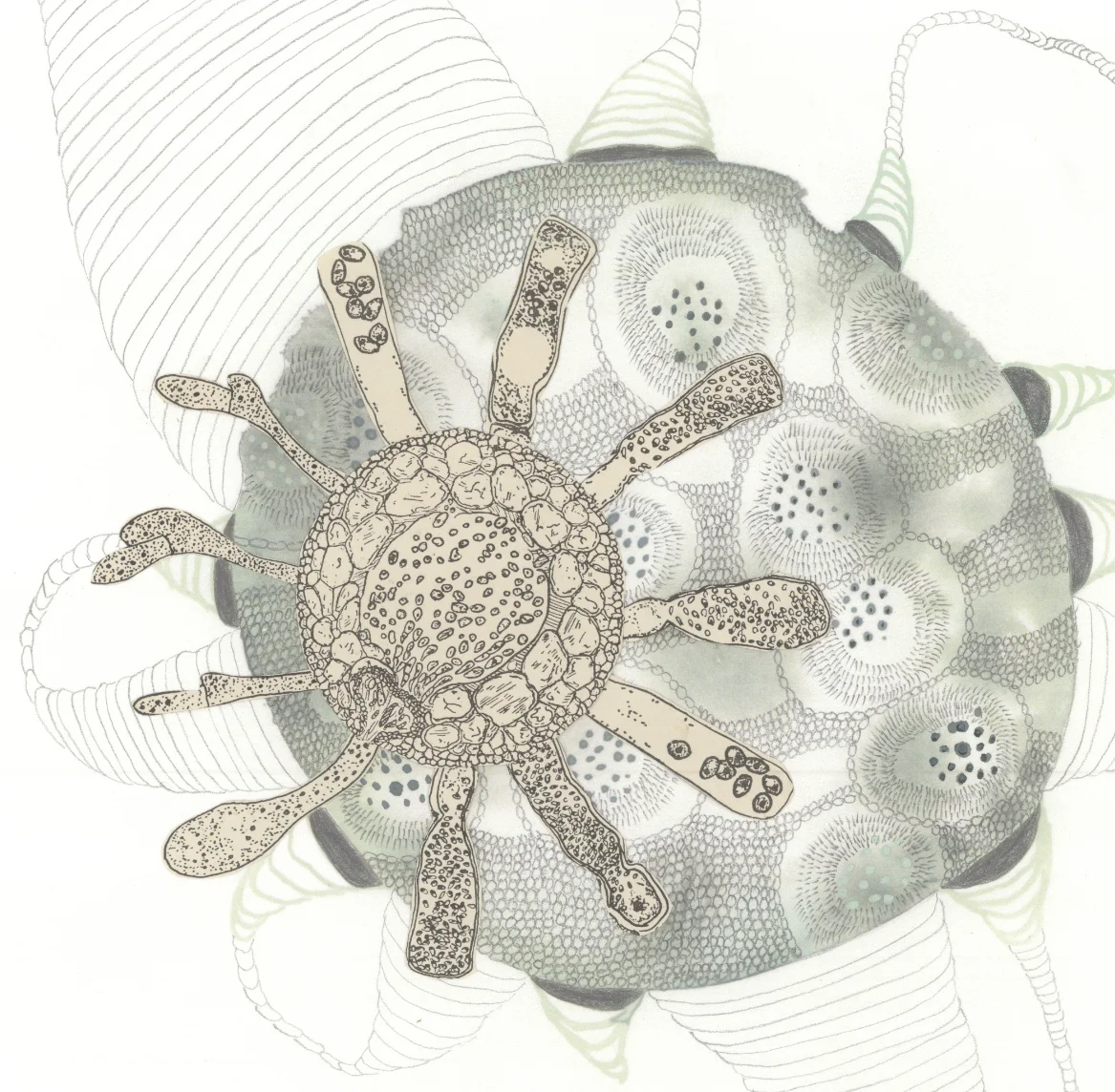  Navi Viridescens (detail)