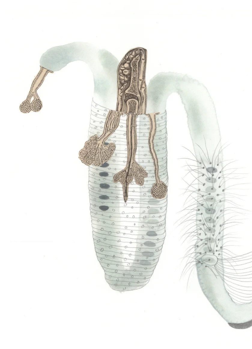 Diantlia Germen (detail)