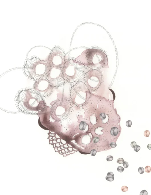 Filtrum Dithrombocyte (detail)
