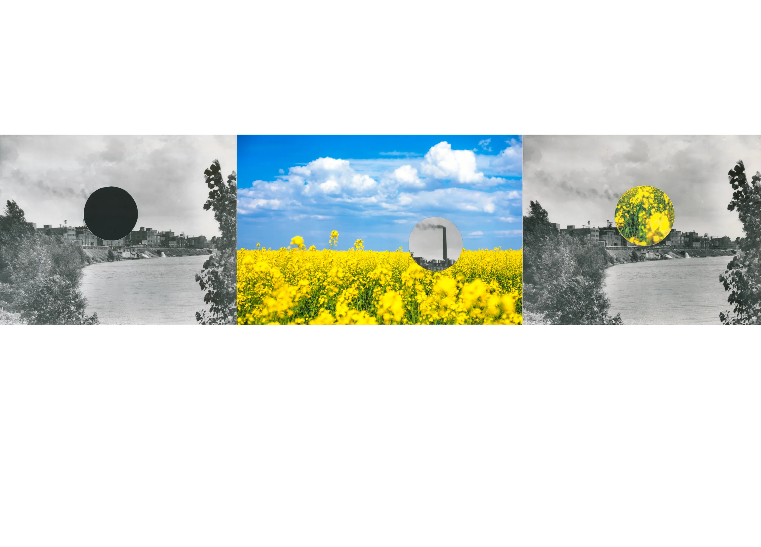 2_Stolle_Kirsten_Canola Fields.jpg