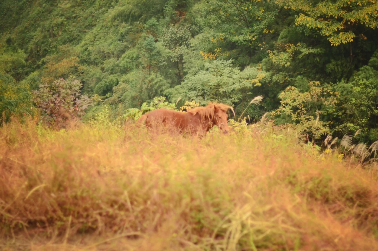 Guilin21.jpeg