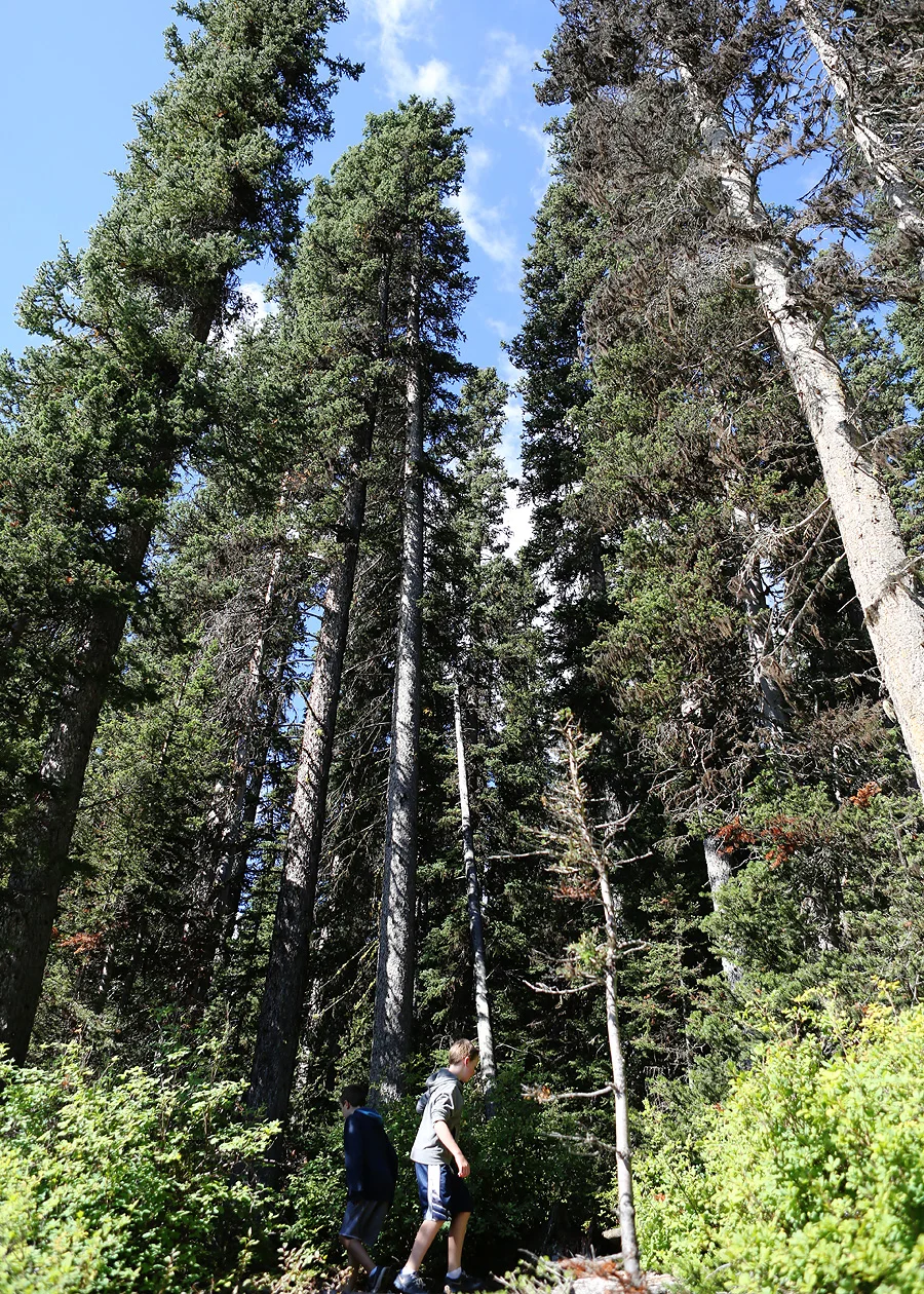 image_0174.jpg