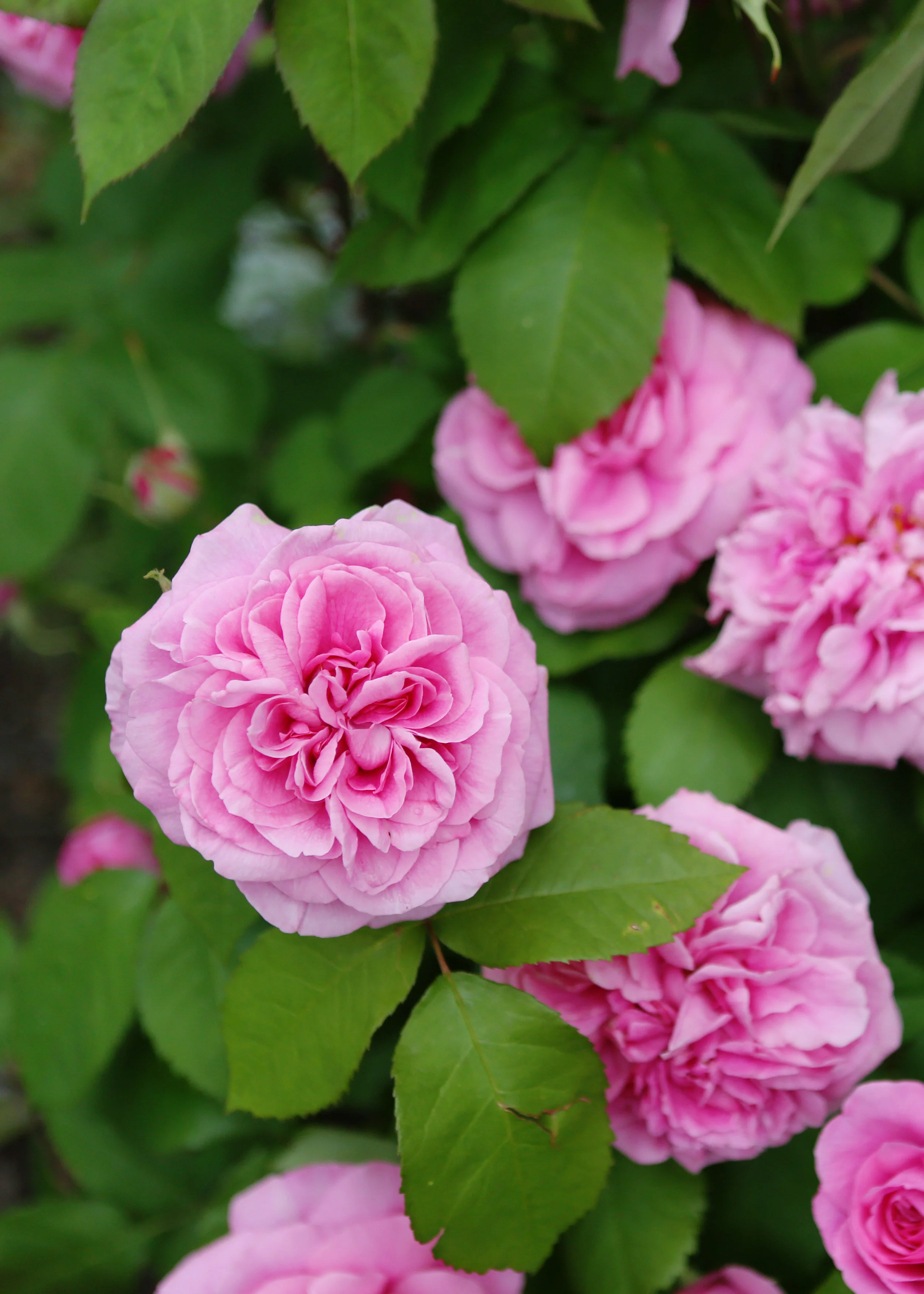 image_0834.jpg