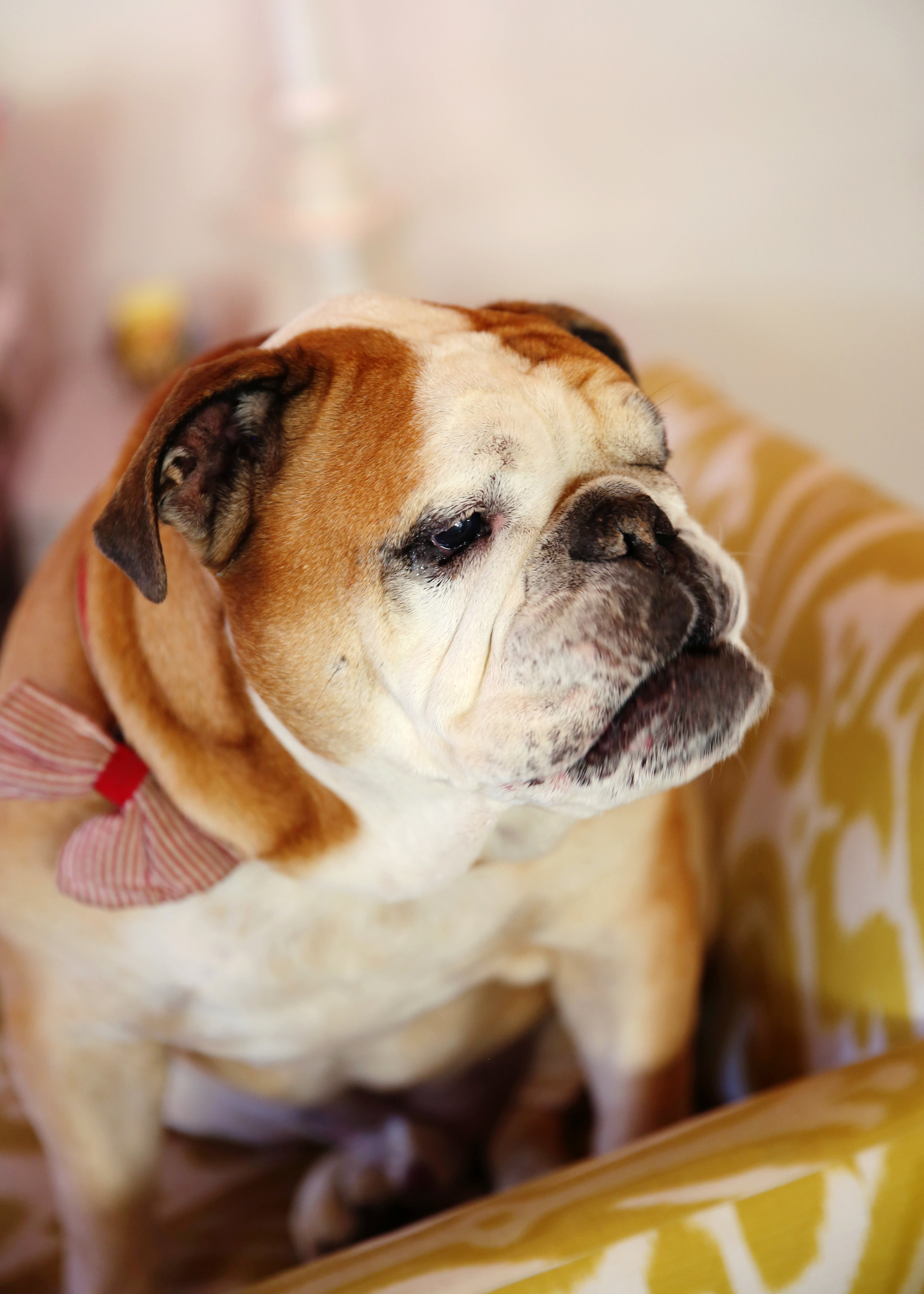 NYC and NJ based lifestyle photographer Jennifer Lavelle Photography - lifestyle, interiors, branding. Bloomers Designs in Chatham, NJ for Life in a Train Town, english bulldog
