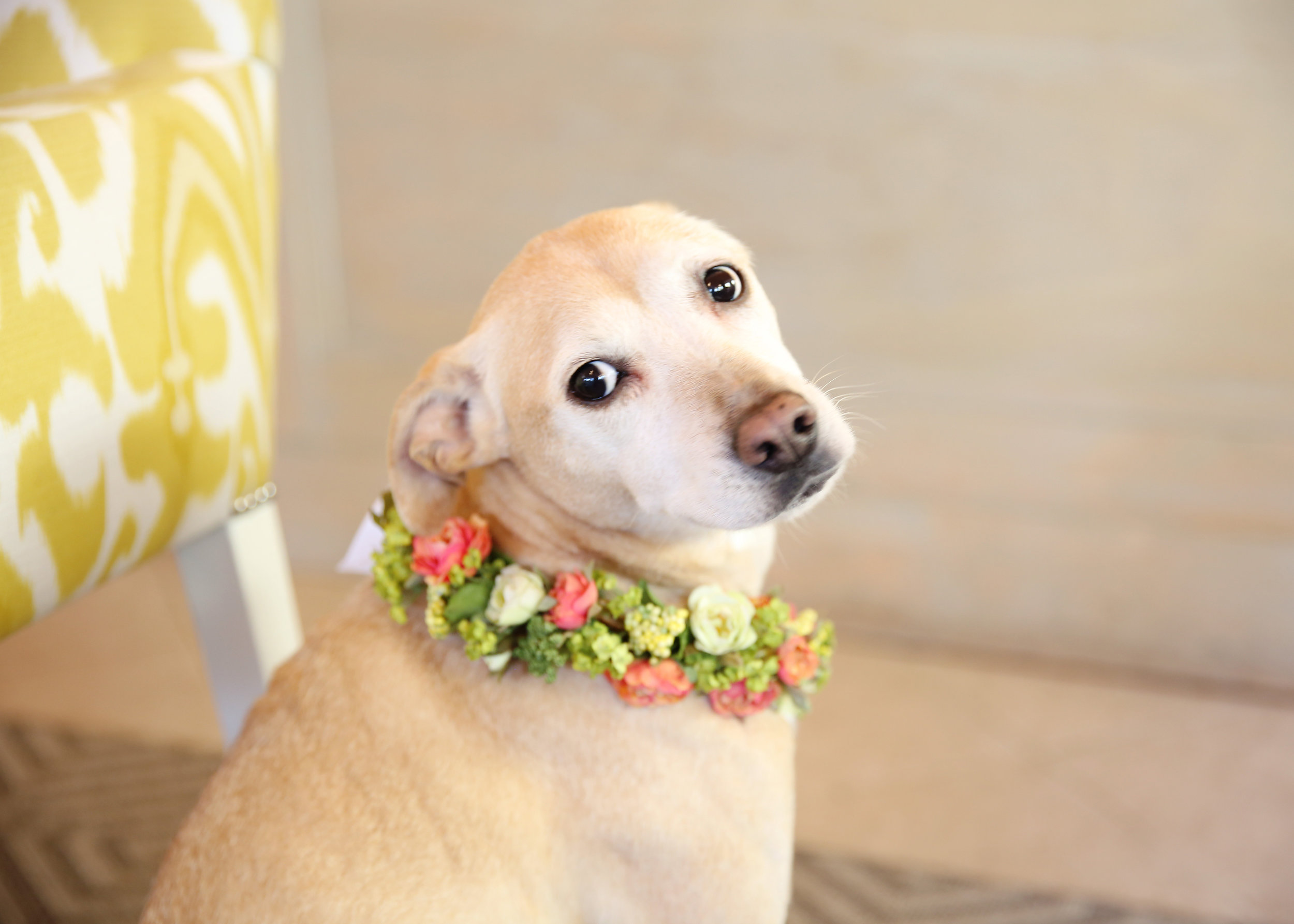 NYC and NJ based lifestyle photographer Jennifer Lavelle Photography -  lifestyle, interiors, branding.  Bloomers Designs in Chatham, NJ for Life in a Train Town, dog with floral wreath