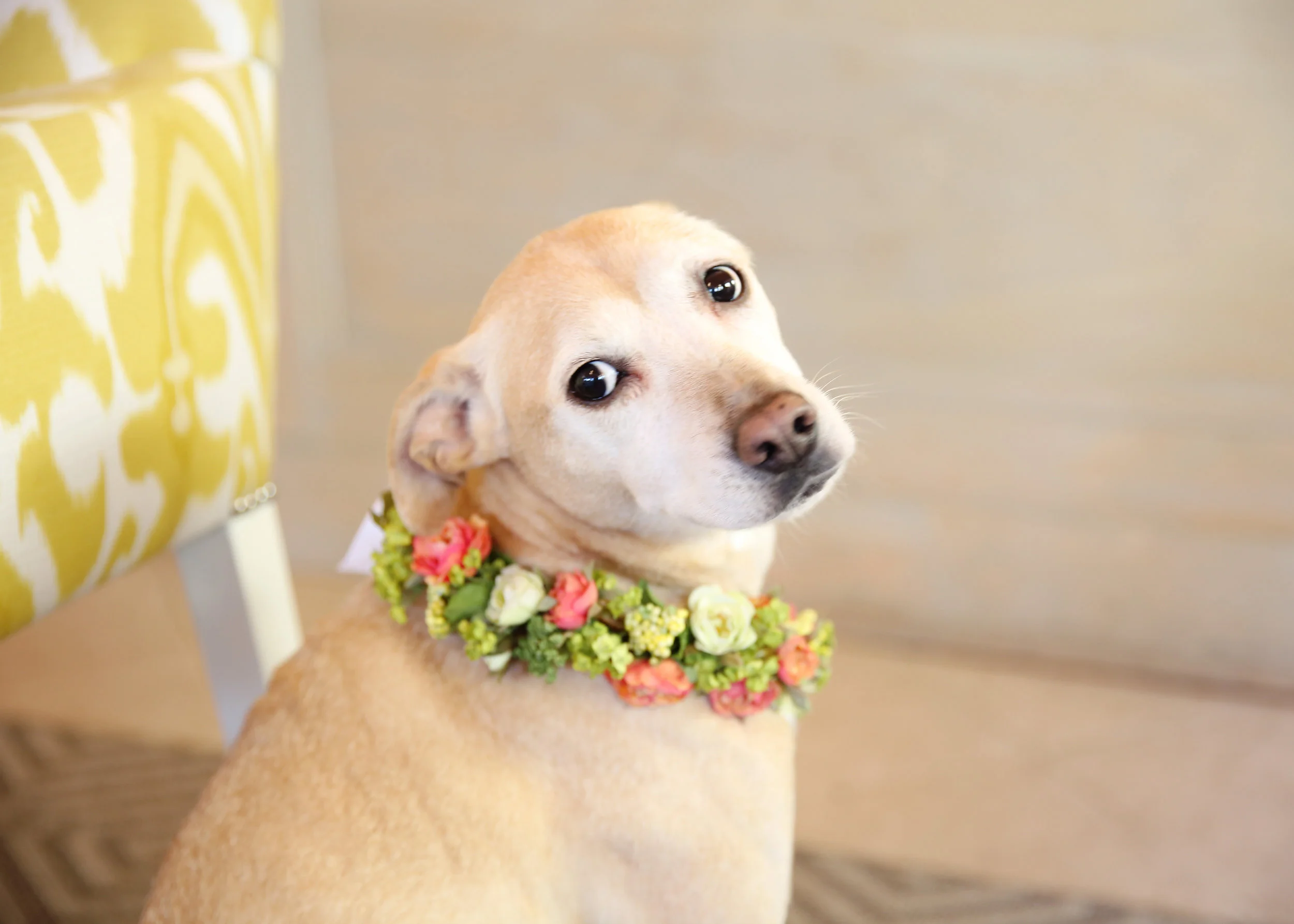 NYC and NJ based lifestyle photographer Jennifer Lavelle Photography - lifestyle, interiors, branding. Bloomers Designs in Chatham, NJ for Life in a Train Town, dog with floral wreath