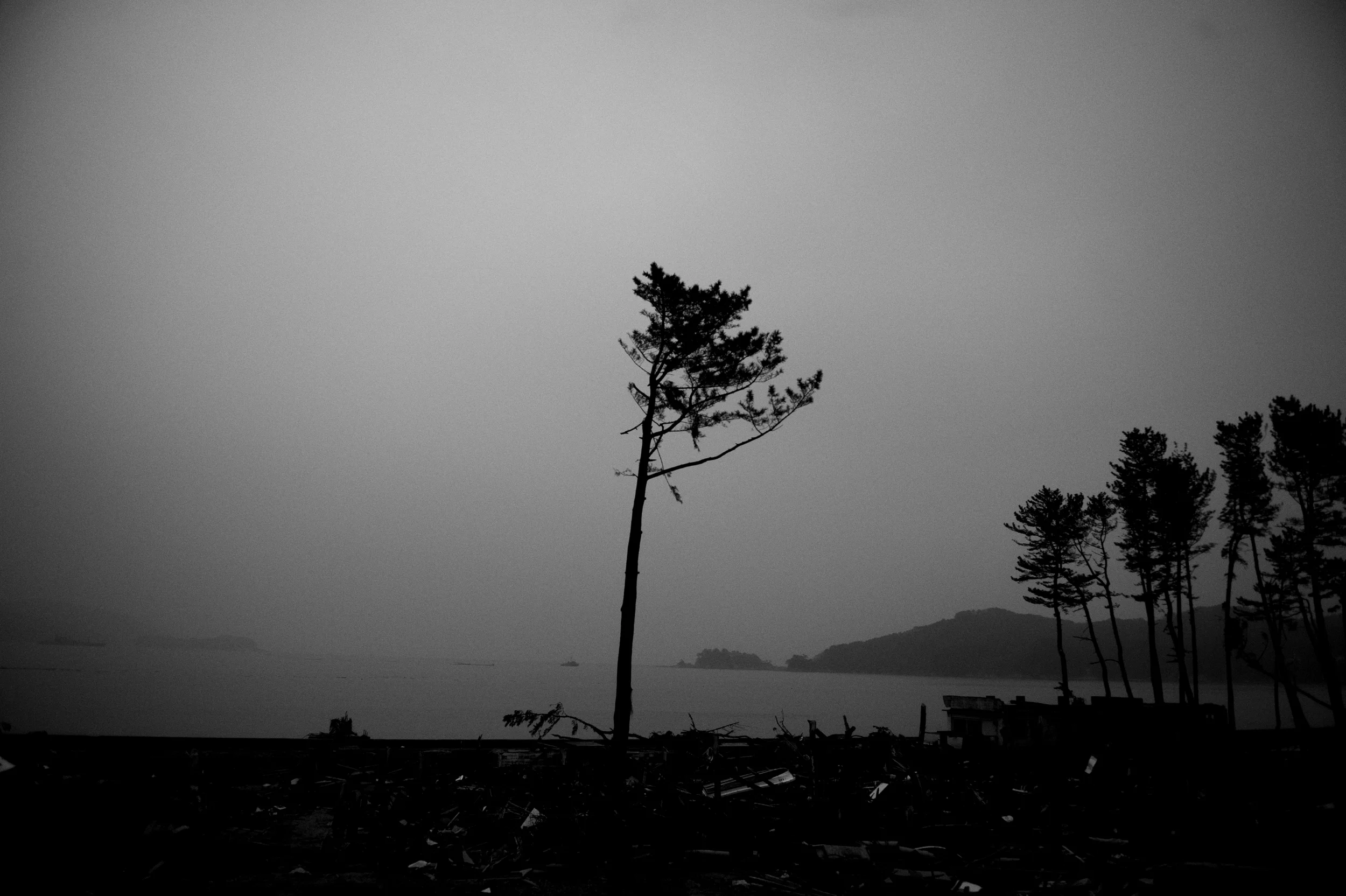 A Japanese pine tree is all that remains on the beach after the March 11 tsunami devastated the coast of Yamada, Iwate Prefecture, Japan, March 19, 2011. 446 residents died in the small town of Yamada. (Photo/Mark Pearson)