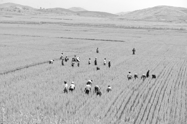 Pyongyan Bukto workers