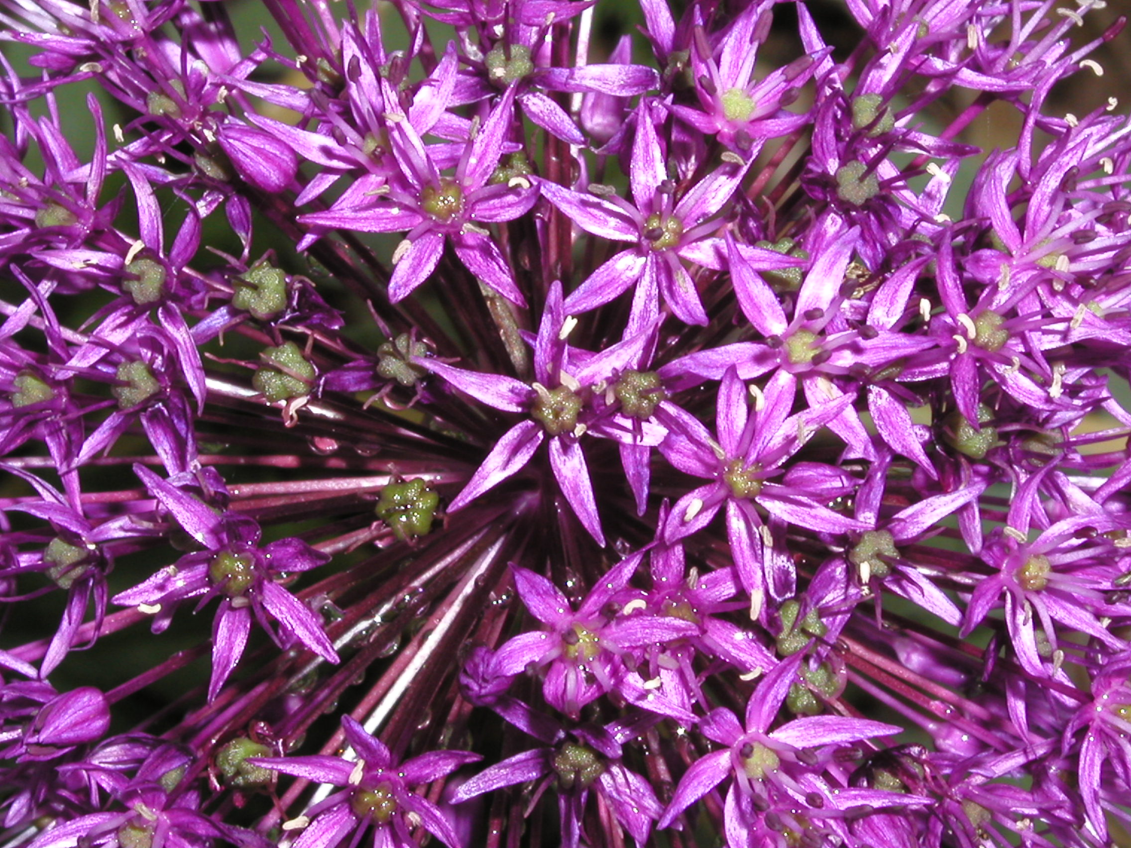 Allium 'Purple Sensation' 5-8-03.JPG