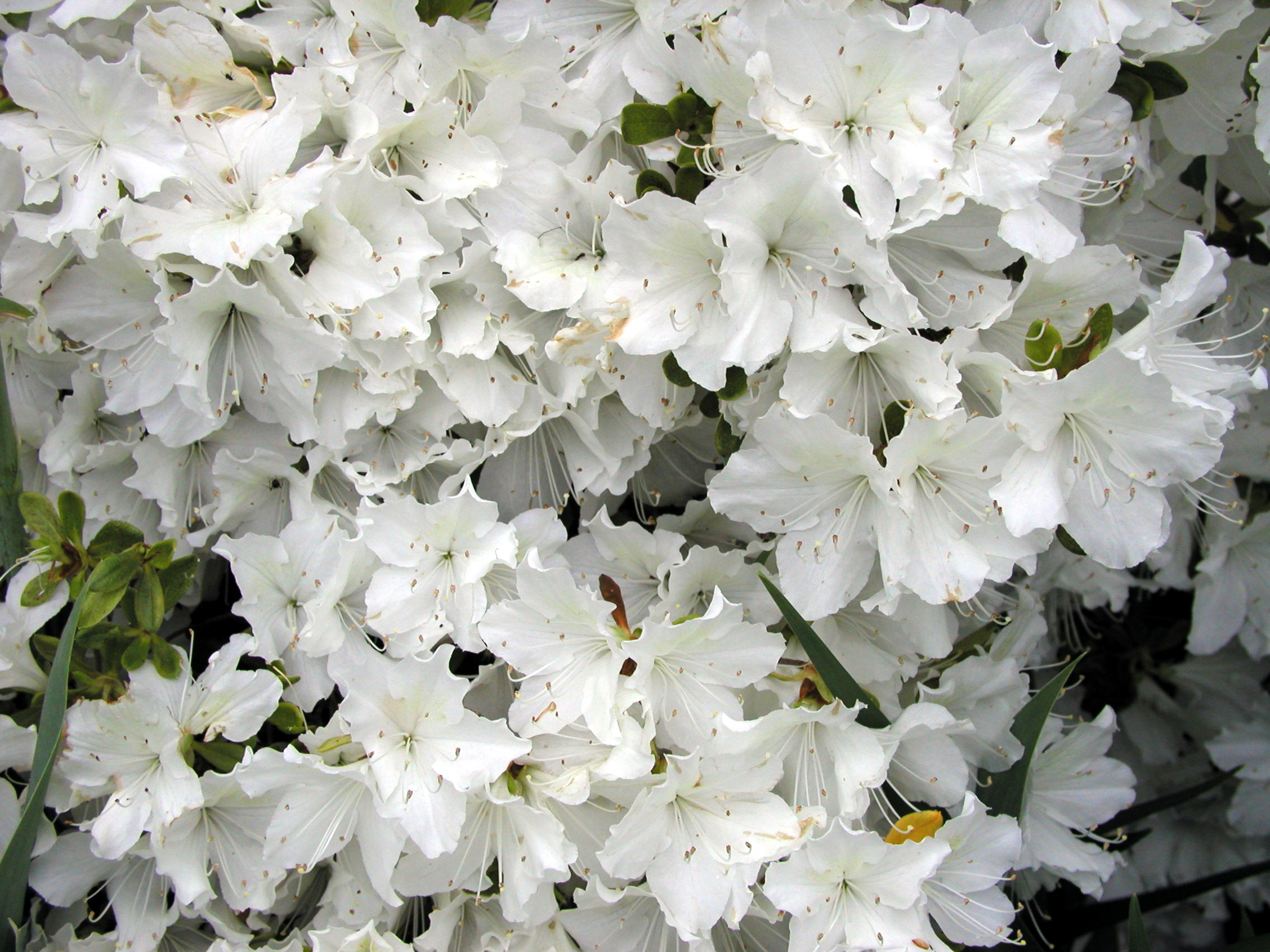 Azalea 5-31-03.JPG