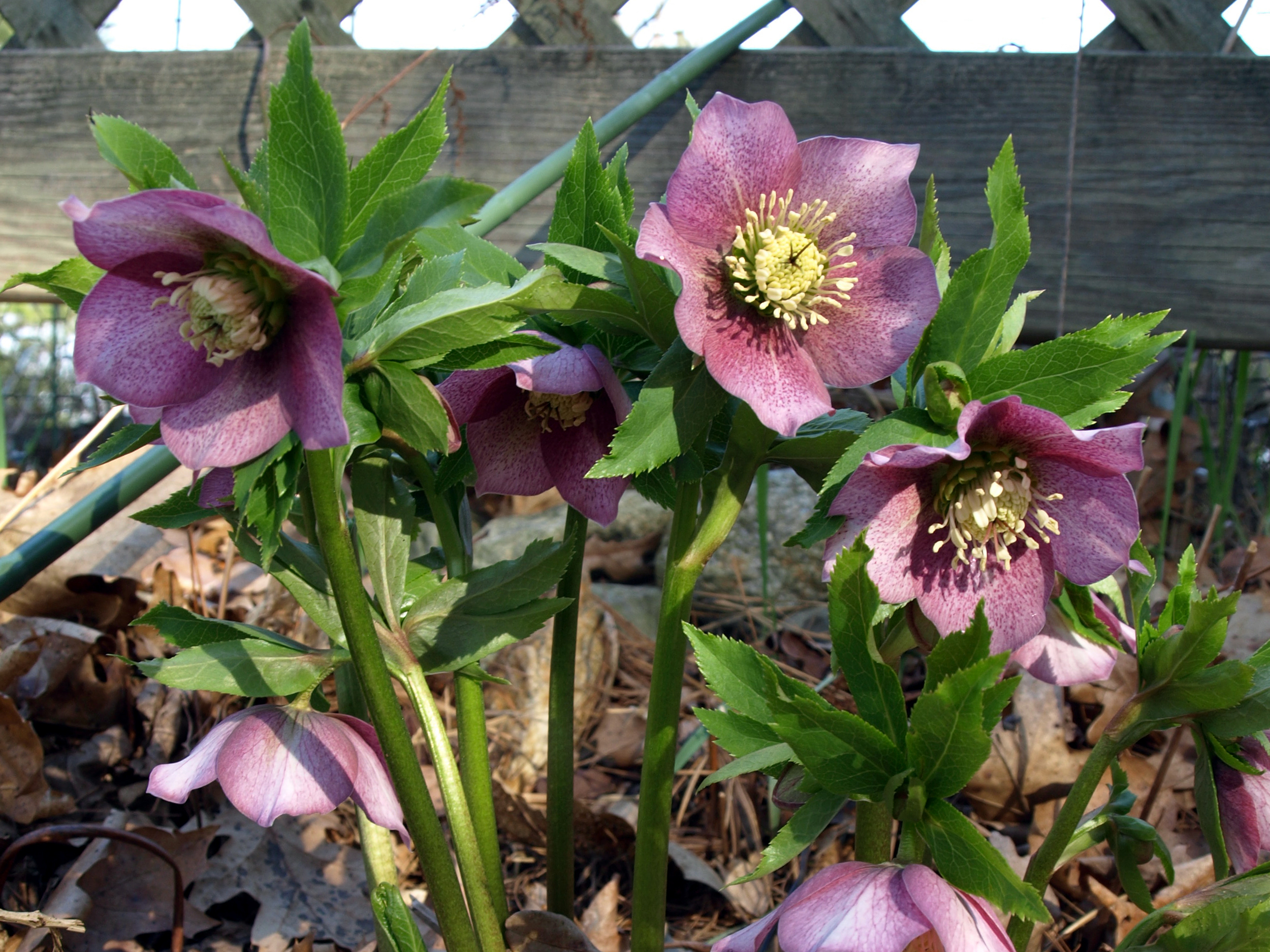 Helleborus orientalis 4-22-08 (1).JPG