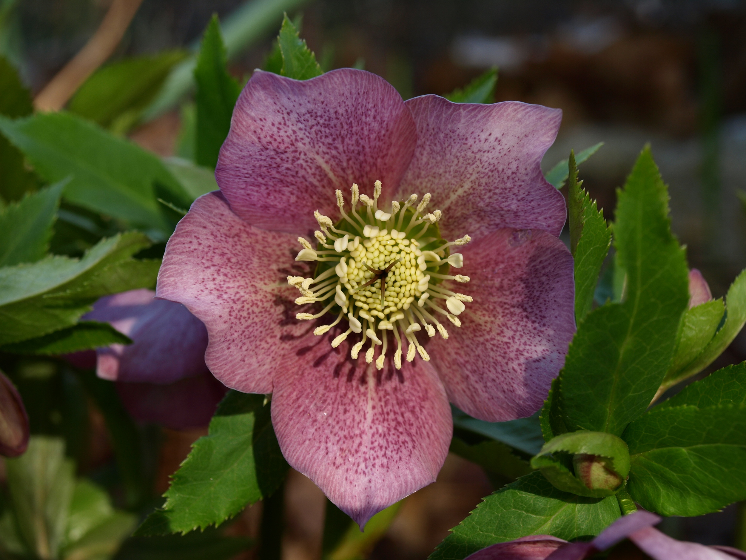 Helleborus orientalis 4-22-08.JPG