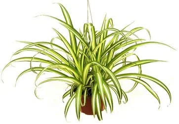 The-Spider-Plant.jpg