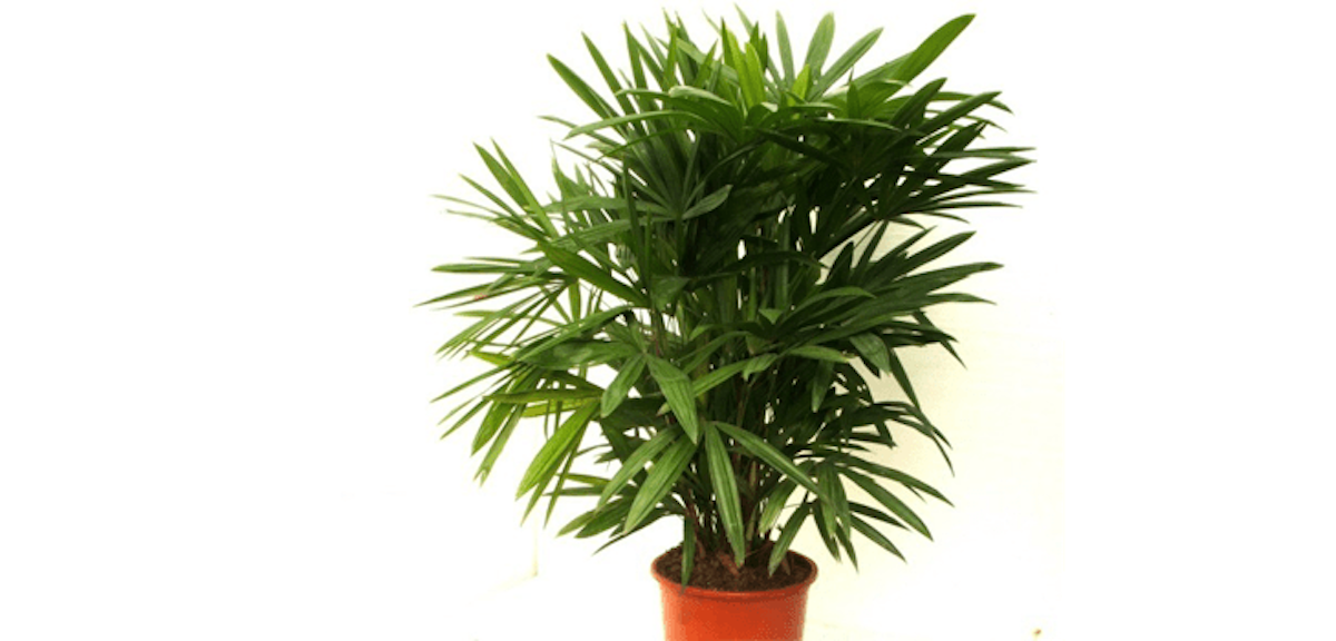 On Gardening — Andover Garden Club