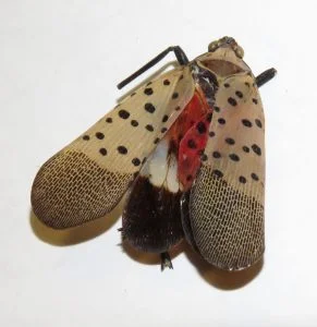 Spotted Lanternfly.jpg