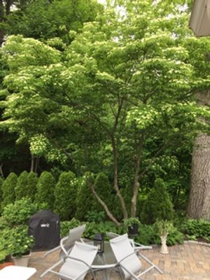 Betty - Dogwood almost ready to bloom.jpeg