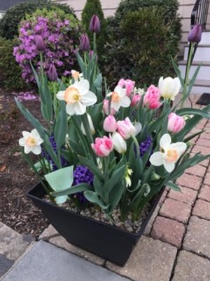 Betty-layered-bulbs.jpeg