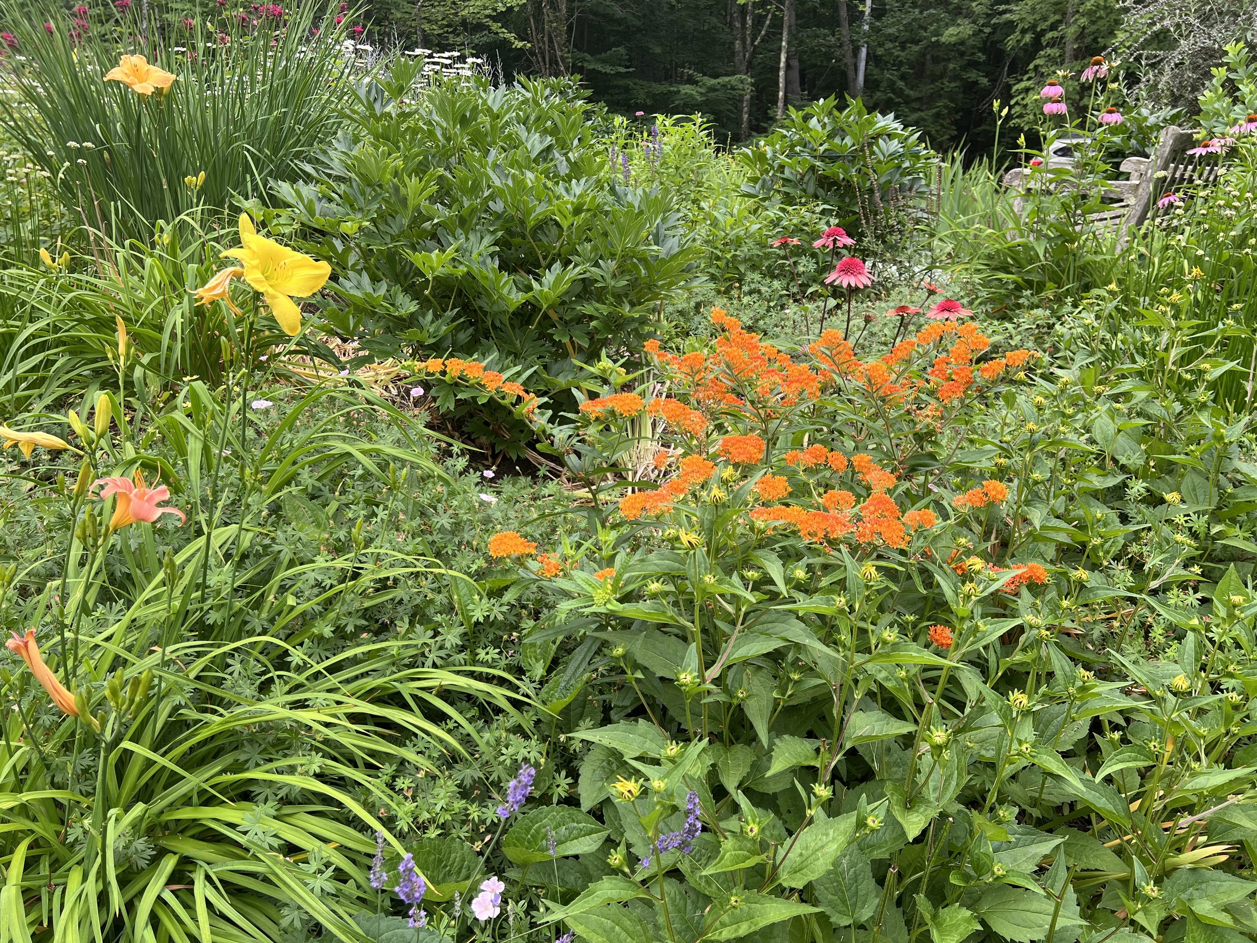 E6074B45-7C8A-4A4C-9623-6C9B3574CDF4 - lakeside garden.jpeg