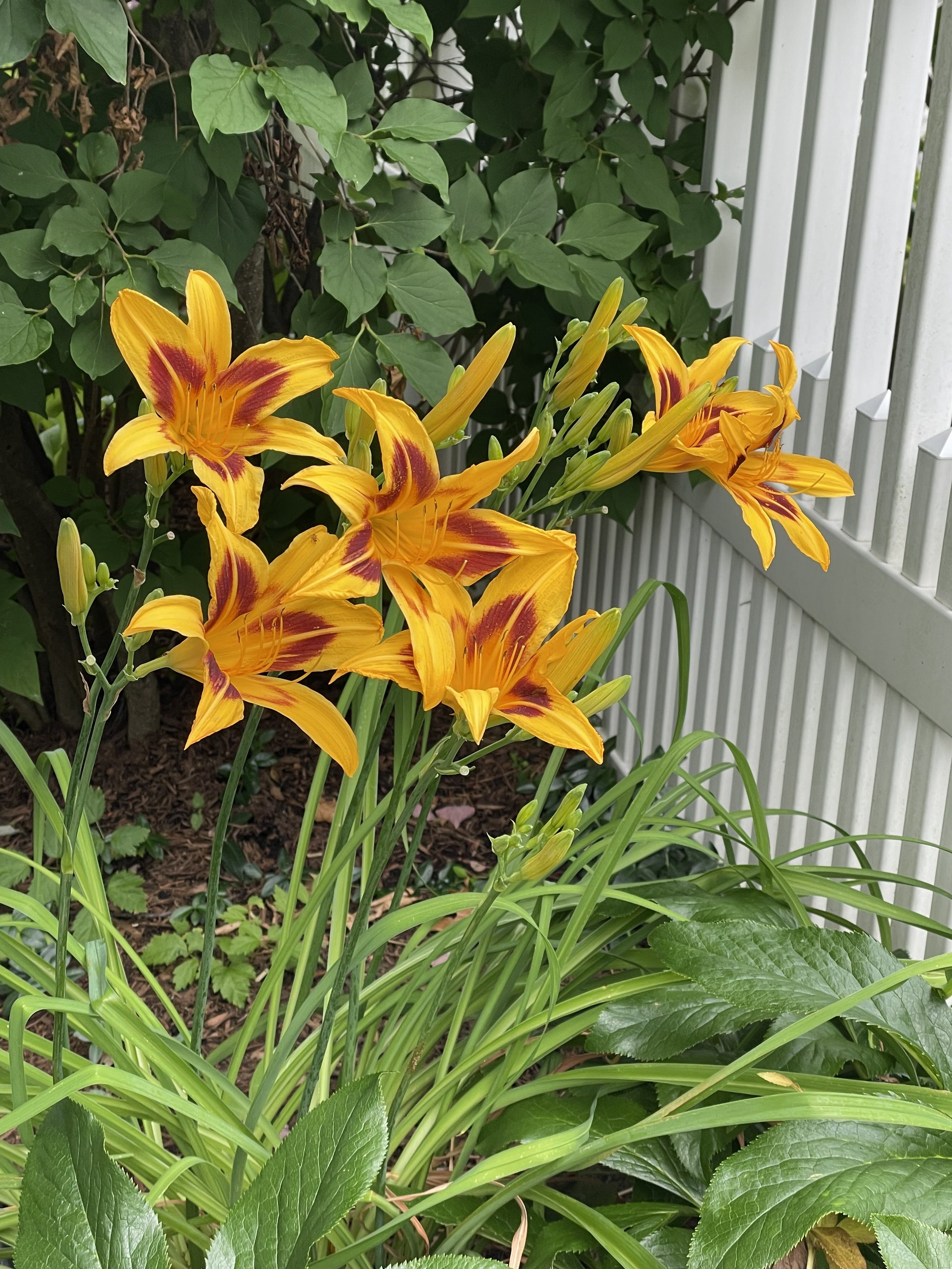 IMG_2626.jpeg