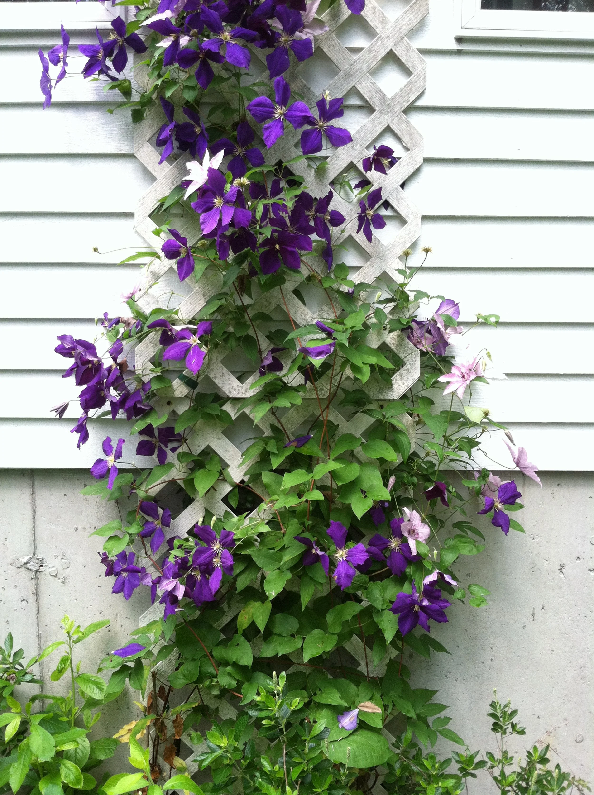john-climbing-clematis.JPG