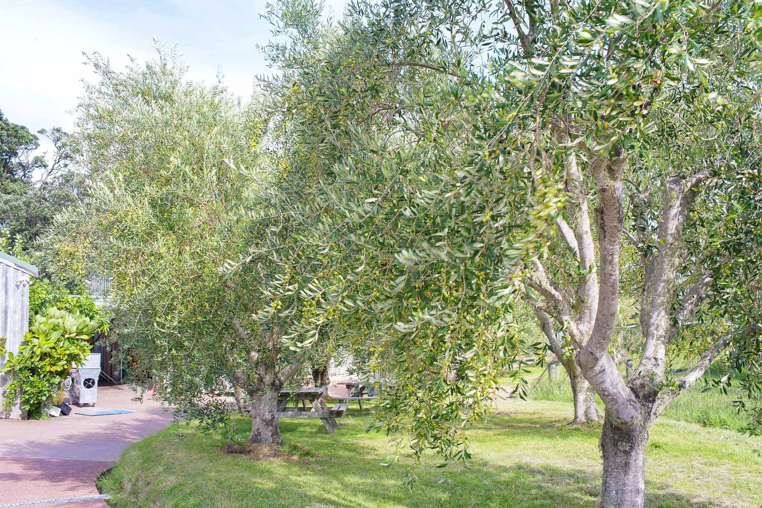 Olive trees at Kennedy Point winery