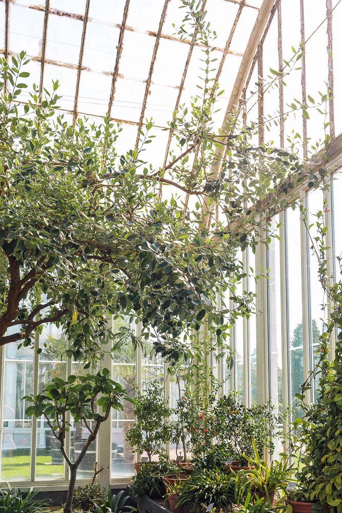 The most Instagrammable spot in Gothenburg, Sweden - the Palm House inside the Garden Society