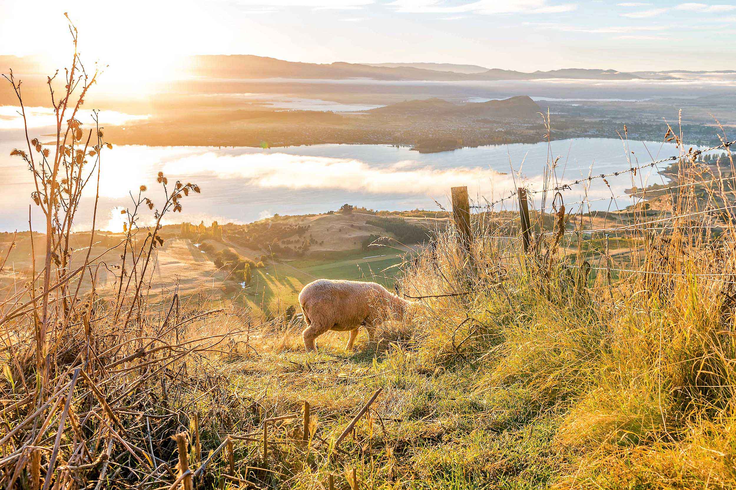 While hiking Roys Peak you will see many sheep along the way!